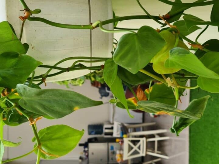 Philodendron Brasil Growth