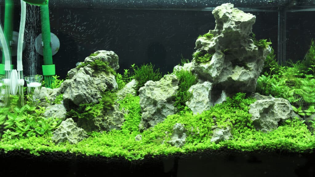 Can LED Lights Grow Aquarium Plants? The Definite Answer 1