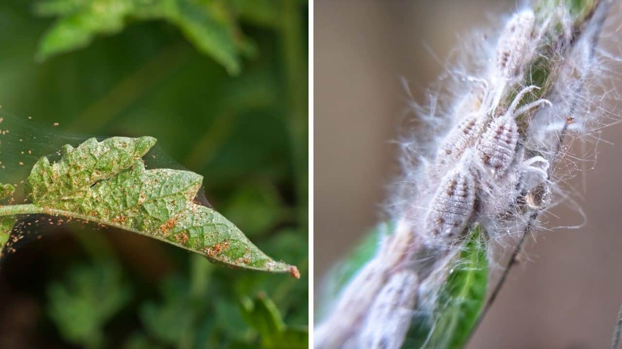 Spider Mites and Mealybugs