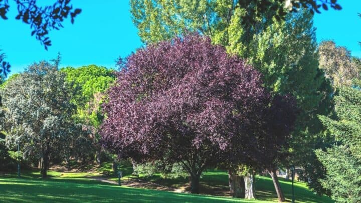 11 Stunning Trees with Purple Leaves — So Royal-Looking!
