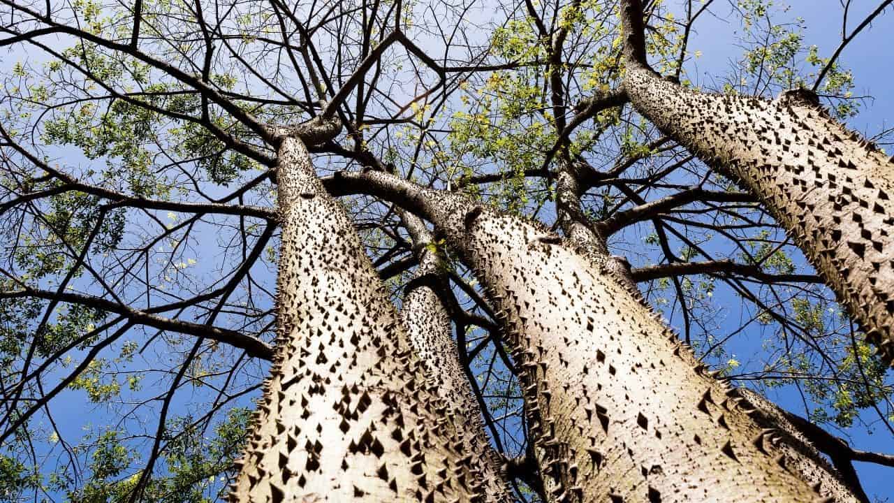 what-is-this-spiky-tree-in-northern-mississippi-yes