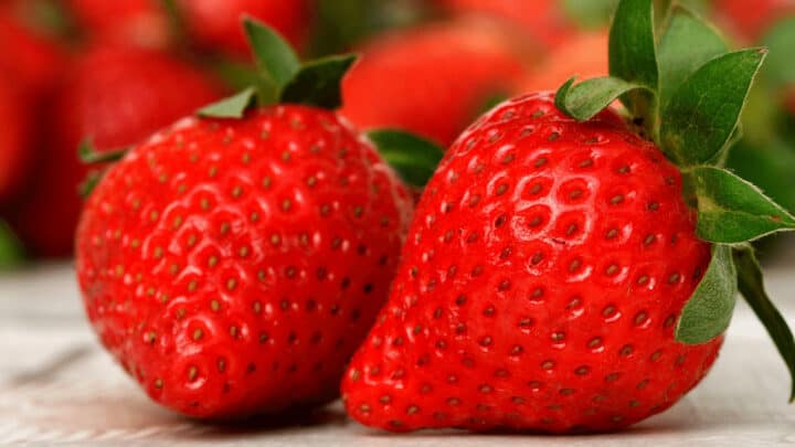 哪里可以买到无籽草莓?不幸的是，草莓并不存在