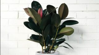 Burgundy Rubber Plant Care