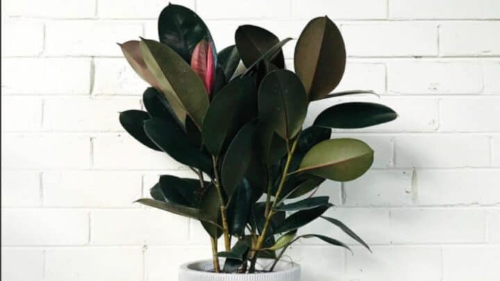 8 Best Burgundy Rubber Plant Care Tips – A Growing Guide