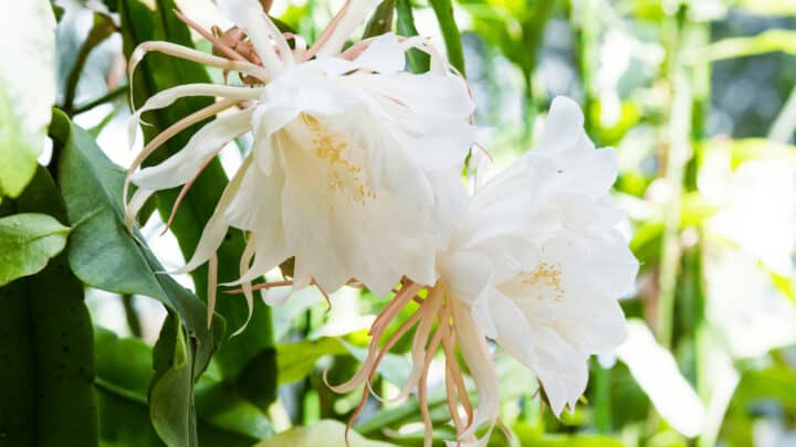 Epiphyllum Oxypetalum Care Guide — Top Secrets!