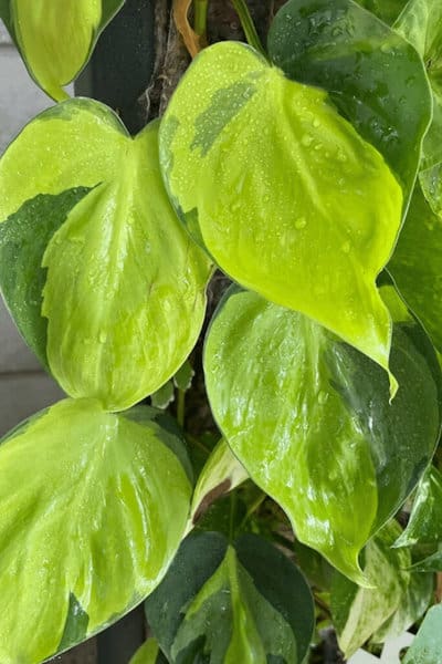 Green and yellow variegated leaves