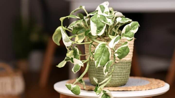 N Joy Pothos Care — Best Plant Care Guide!