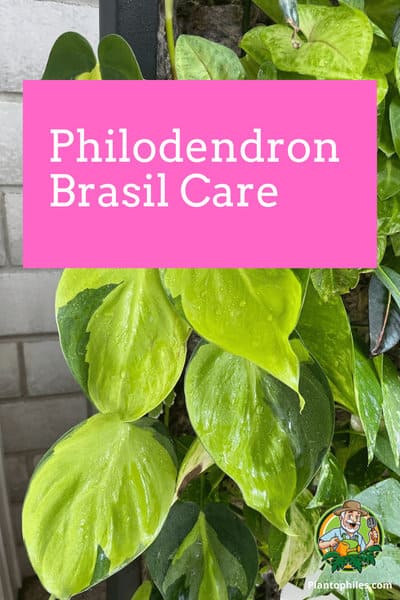 Philodendron brasil Care