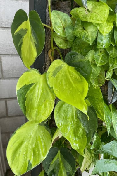 Philodendron hederacerum var. oxycardium 'Brasil' is a vining plant