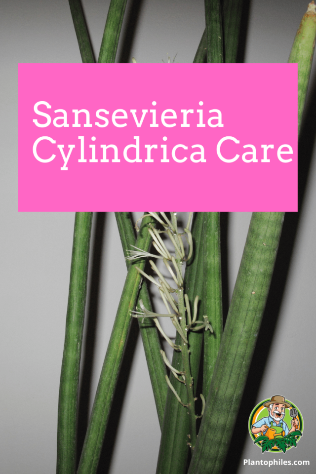 12 Best Sansevieria Cylindrica Care Tips Grow Guide 
