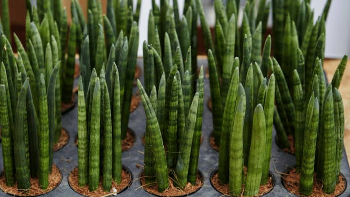 12 Best Sansevieria Cylindrica Care Tips – Grow Guide