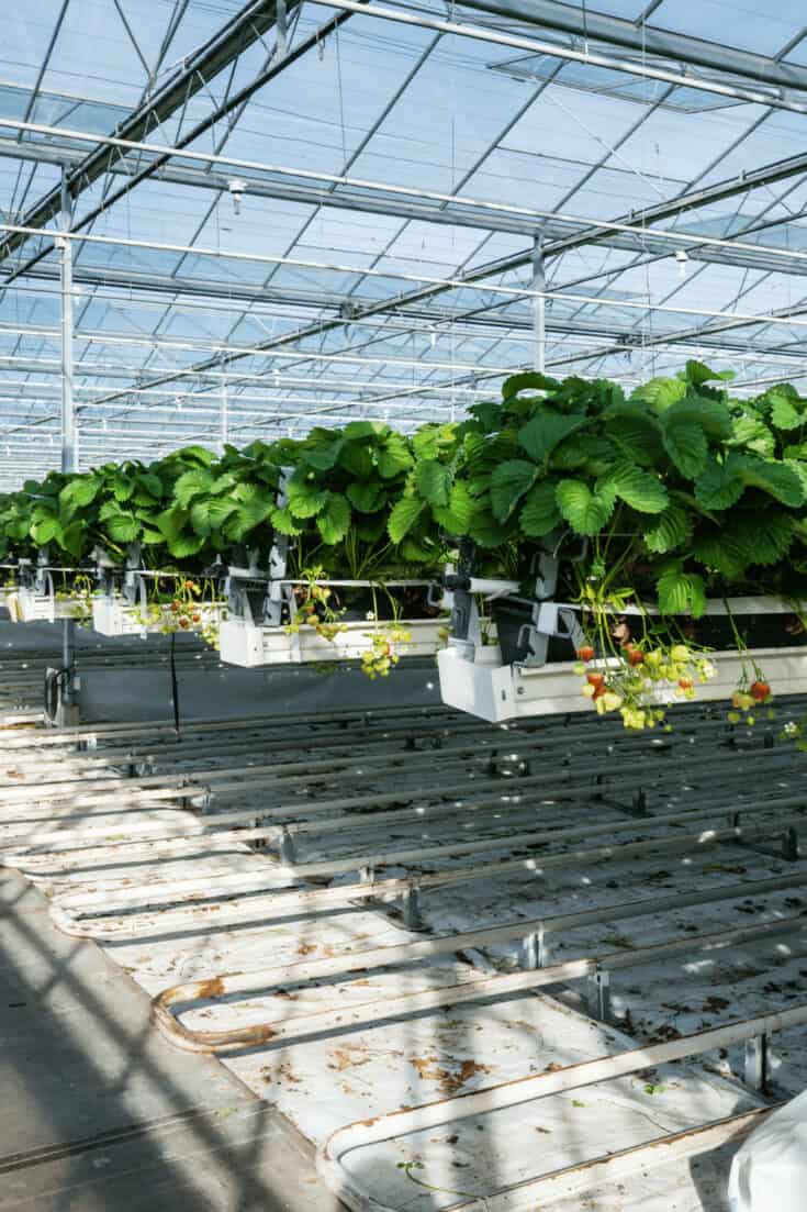 An Ebb and Flow System is the best Hydroponics system for strawberries as it delivers the best yield