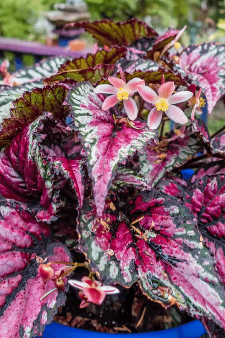 Begonia rex 'Pink Charming'