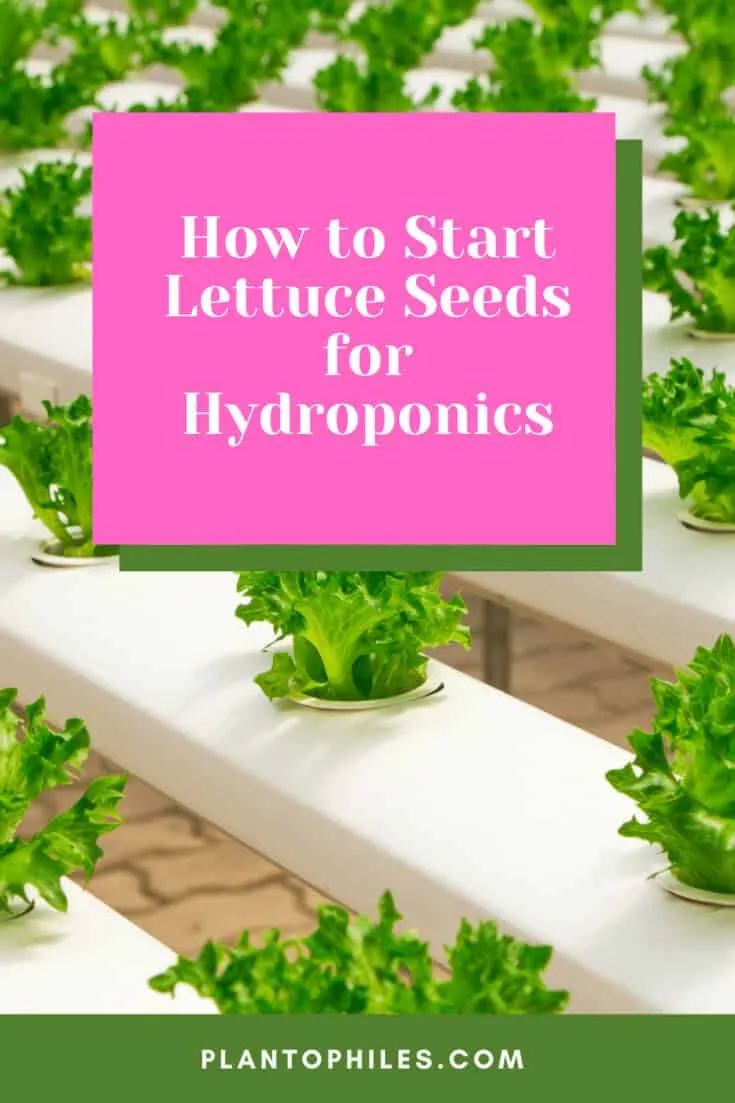 How to Start Lettuce Seeds for Hydroponics