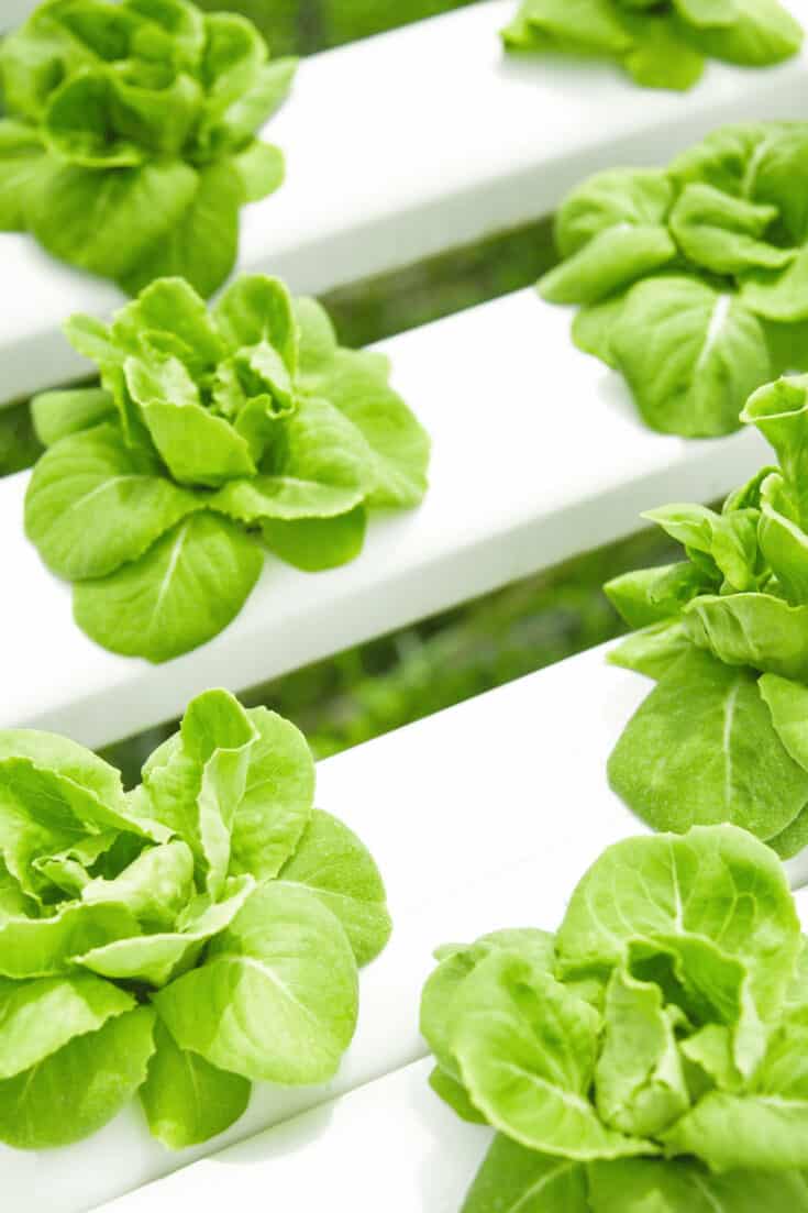 Lettuce is one of the easiest vegetables to grow in hydoponics