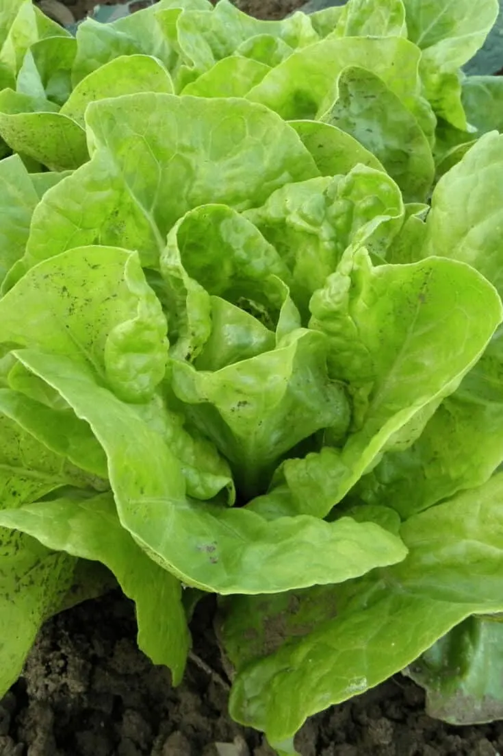 Lettuce takes 40-80 days to maturity
