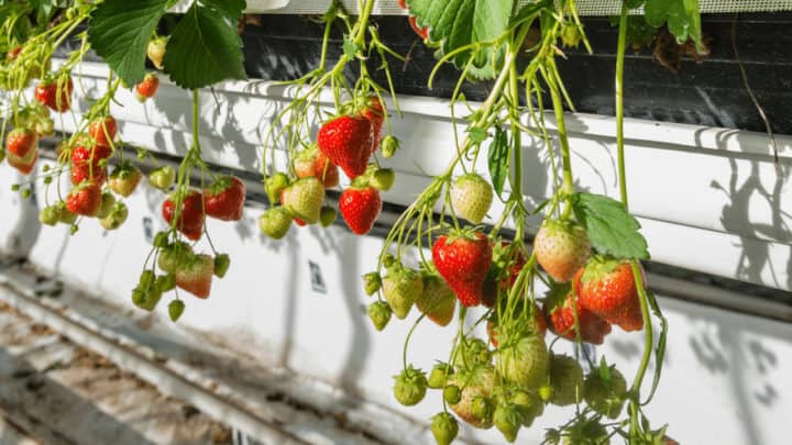 What Hydroponics Solution Works Best for Strawberries?