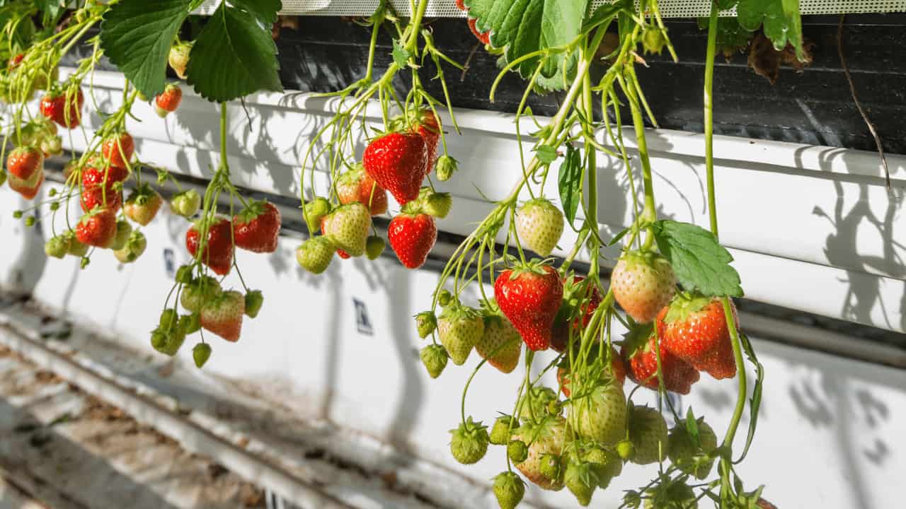 哪种水培方法最适合草莓?