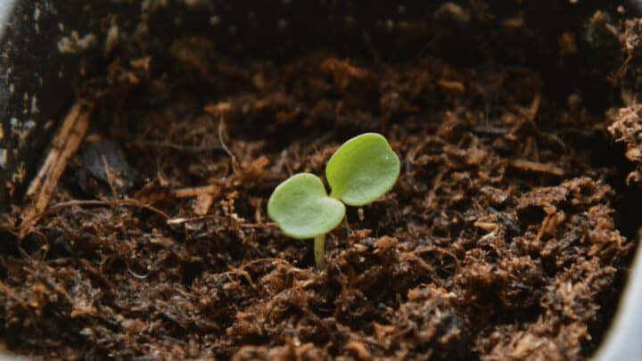 When to Transplant Seedlings in Hydroponics – The Answer!