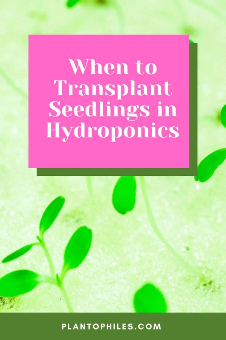 When to Transplant Seedlings in Hydroponics