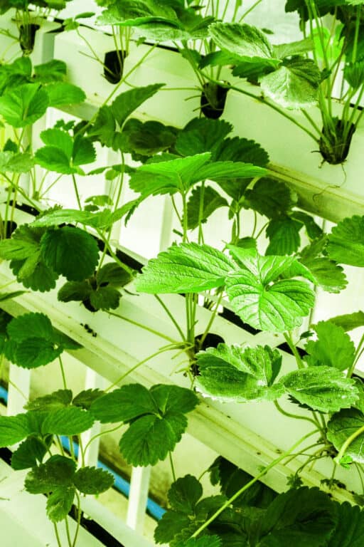 how-to-fix-root-rot-in-hydroponics-6-steps-to-success