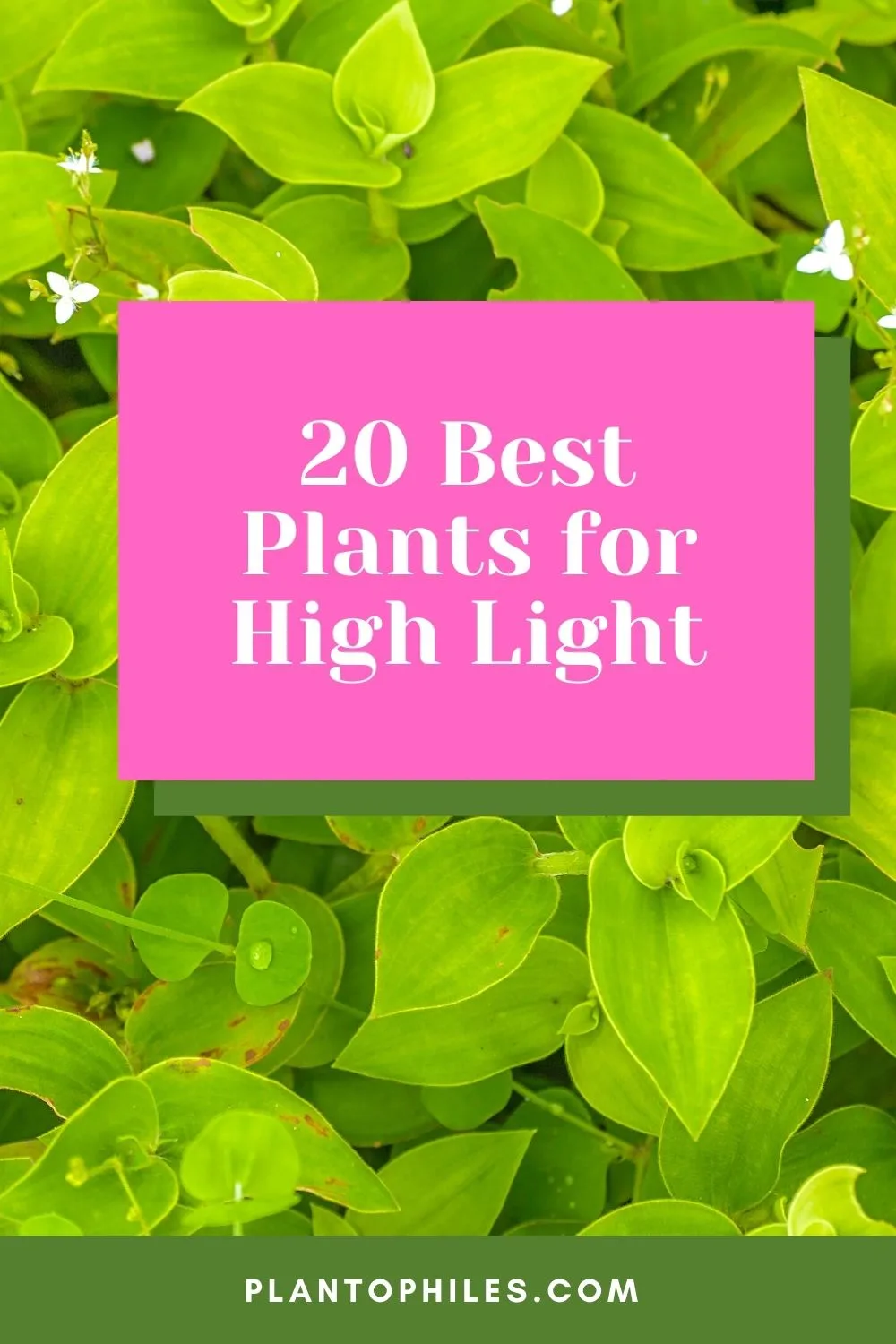 20 Best Plants for High Light