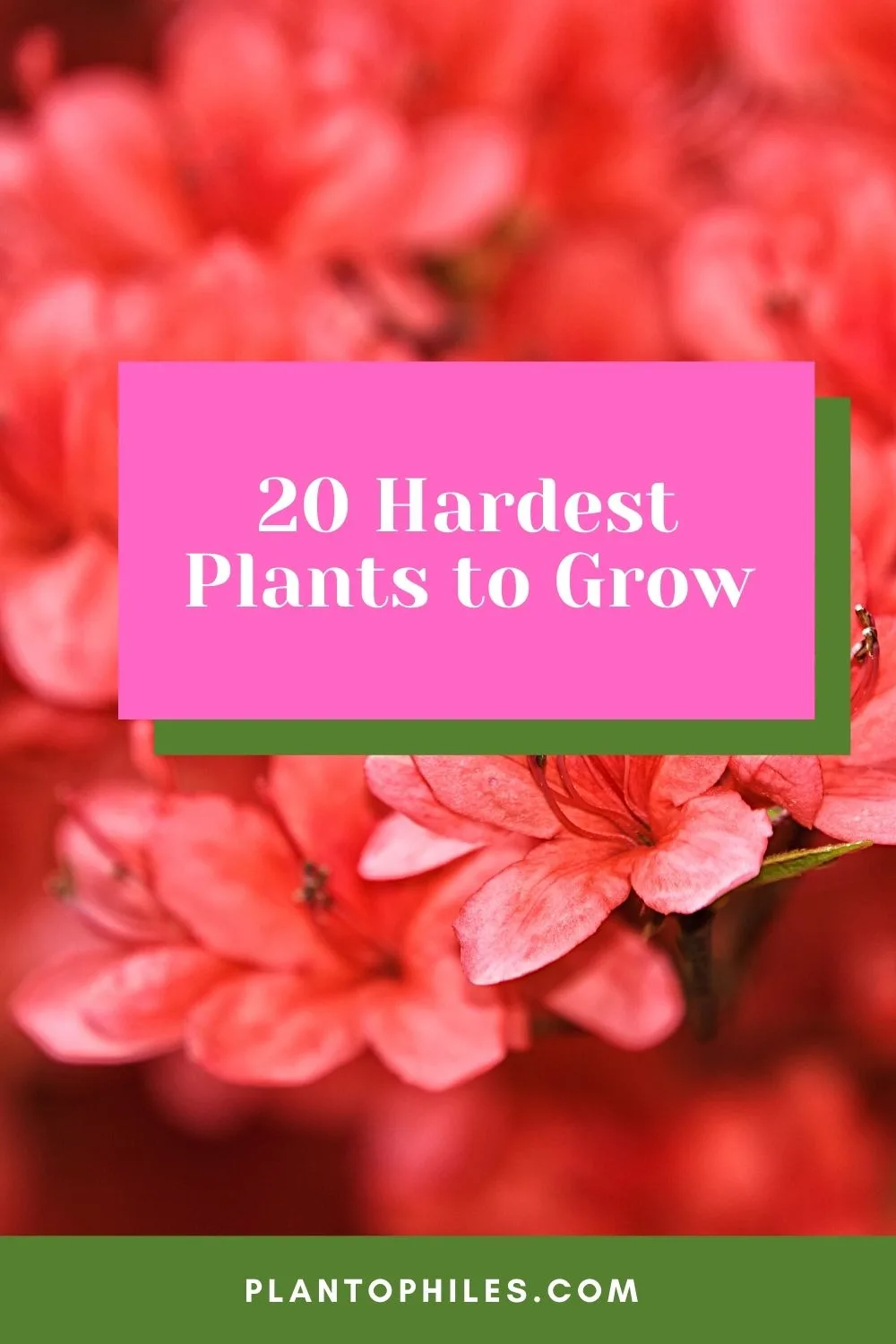 20 Hardest Plants to Grow