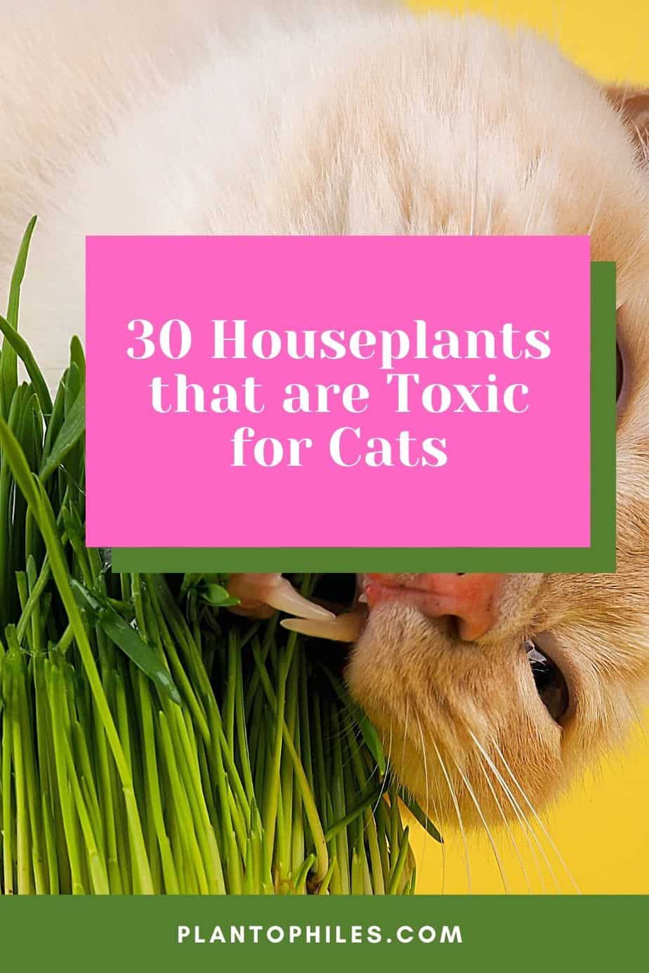30 Plants That are Toxic for Cats