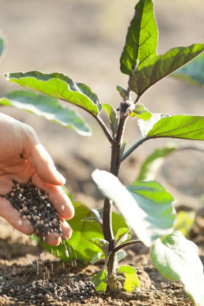 Add organic fertilizer depending of the growth stage of your vegetables