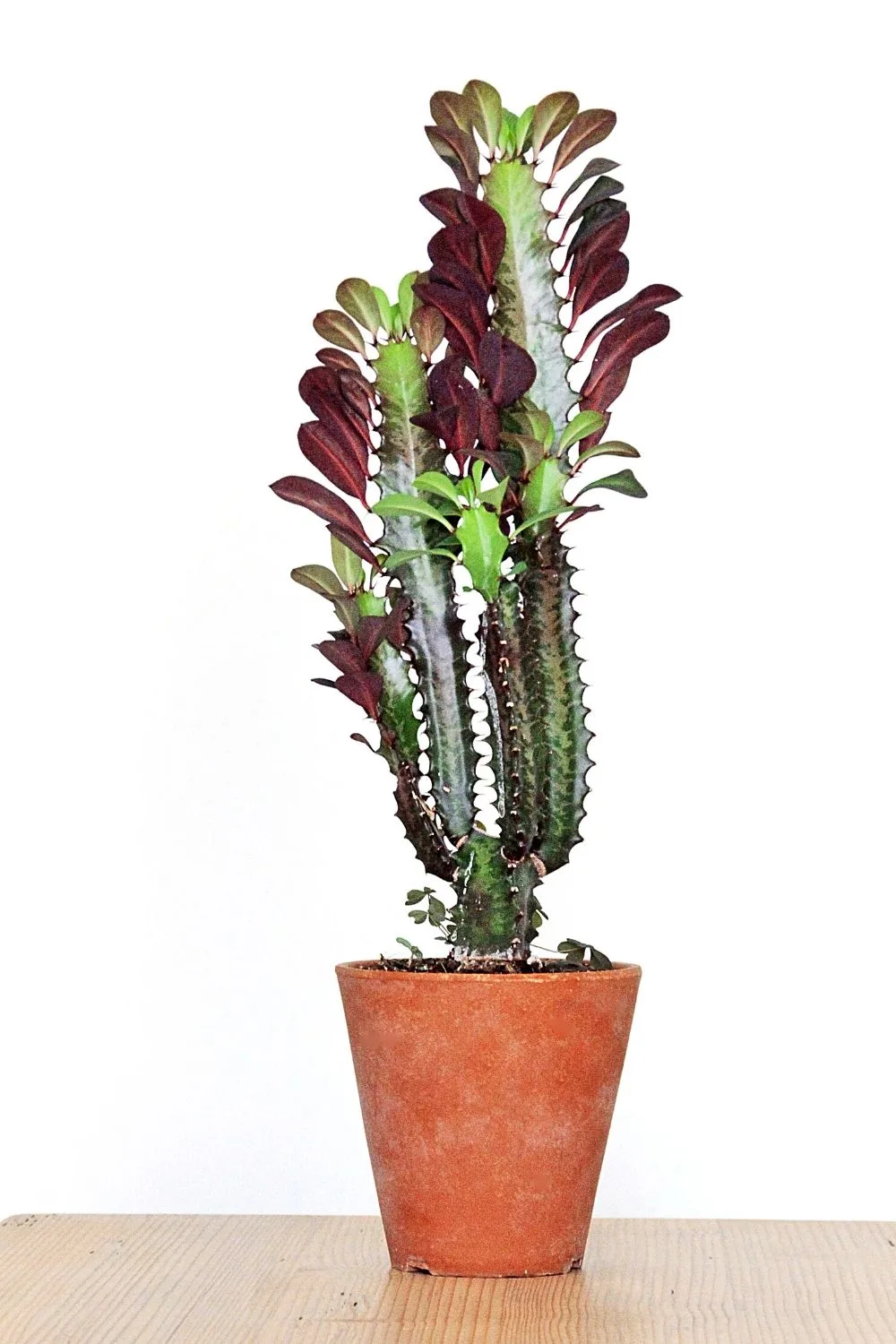 African Milk Bush (Euphorbia trigona) is a tropical plant that thrives in bright, indirect light