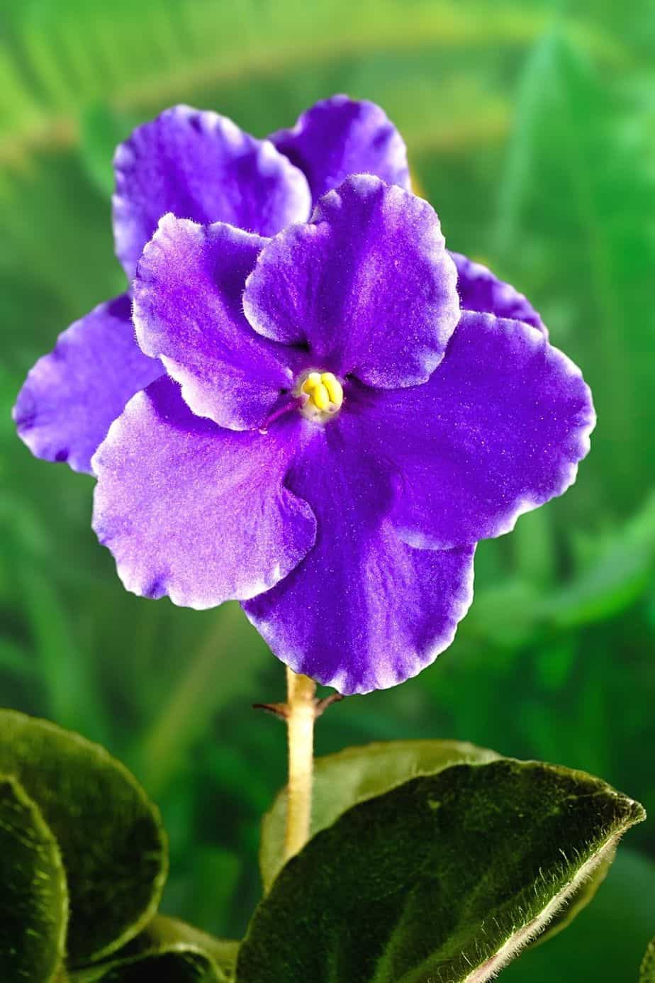 You can grow African Violet in water, but keep a close eye on the water's temperature 