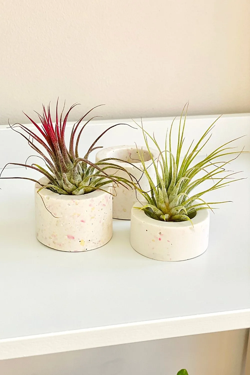 Air Plant (Tillandsia spp.) does not require soil to grow unlike traditional plants