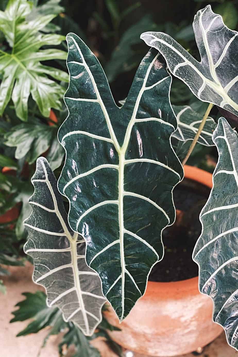 When ingested by cats, Alocasia can cause their mouth, lips, and tongue to burn