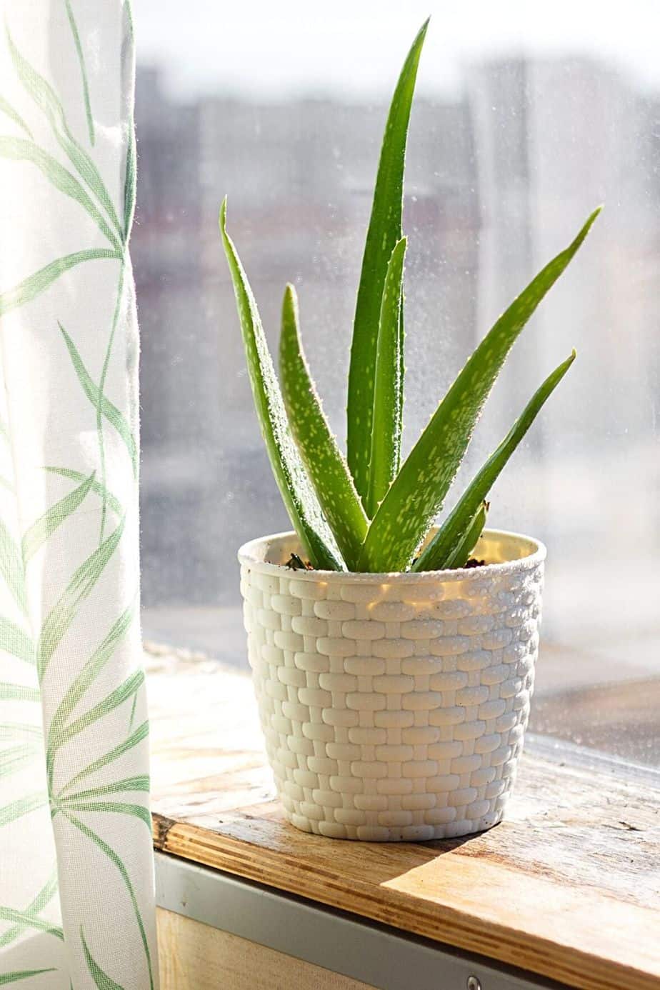 Aloe Vera care is similar to that of the succulent. Hence, water it only 2-3 times a month