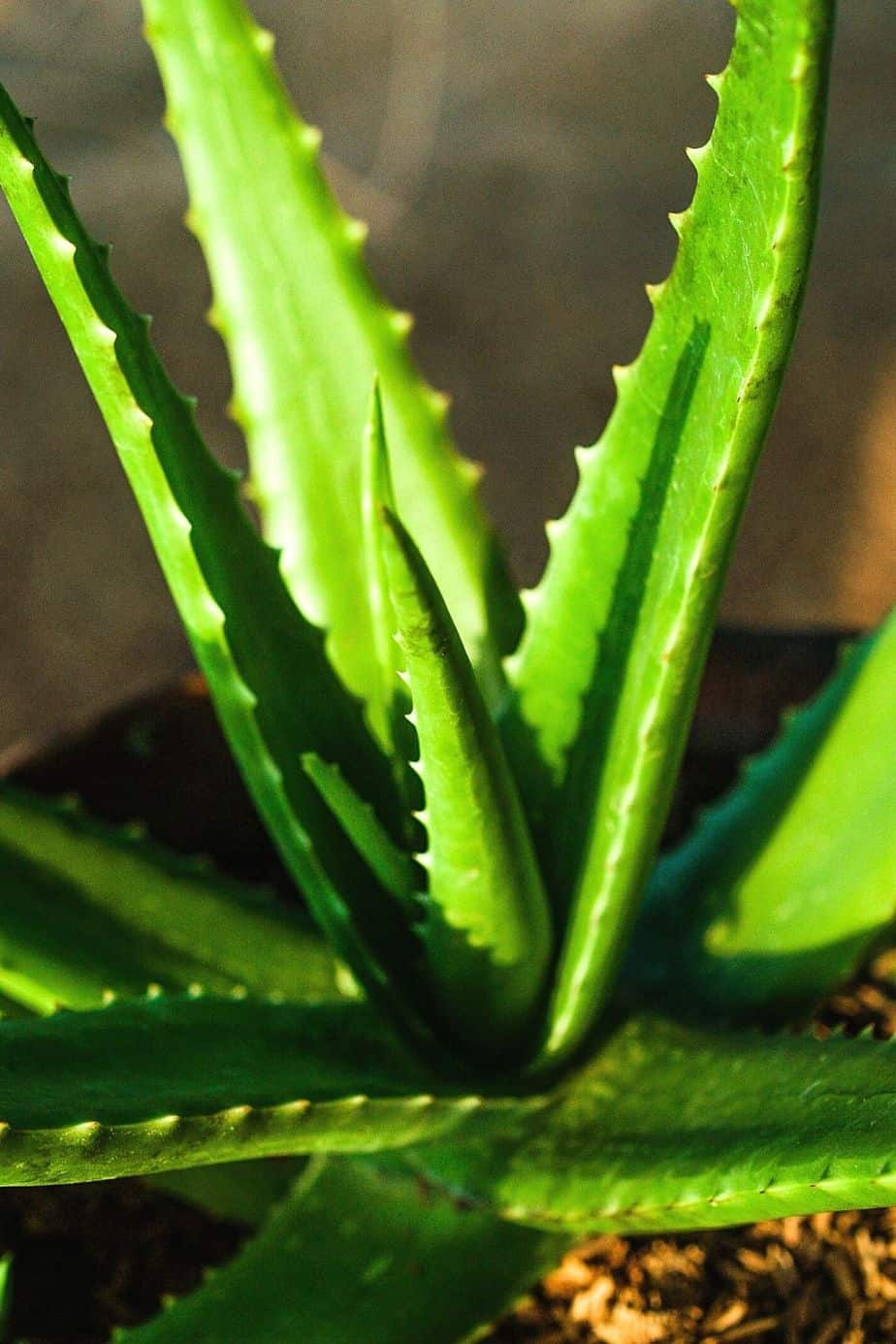 Aloe, despite its various beneficial properties for humans, is poisonous for cats