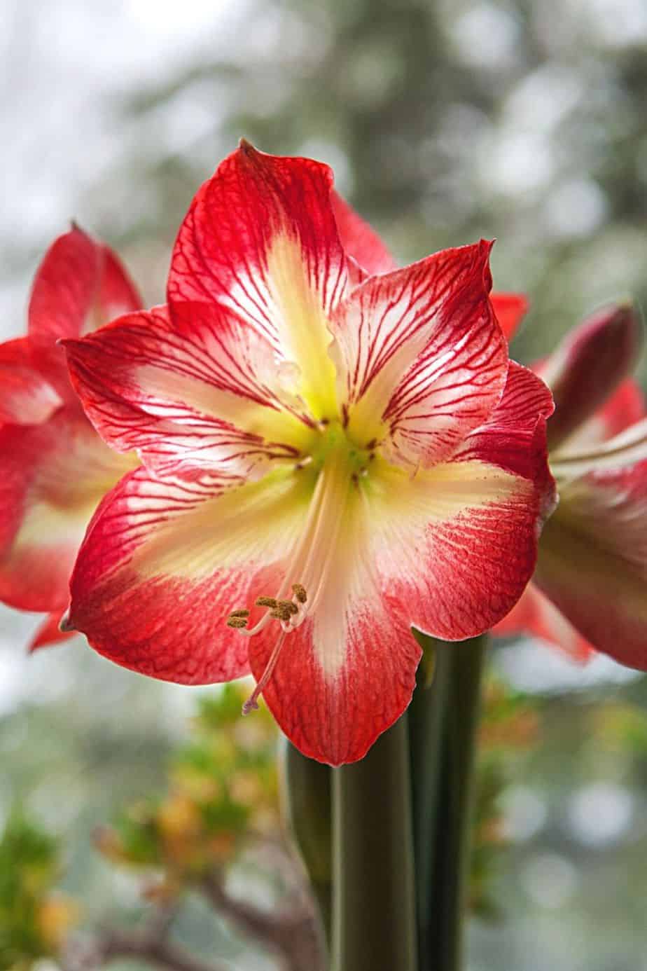 Despite the beautiful red flowers that Amaryllis grow, it's poisonous for your cats