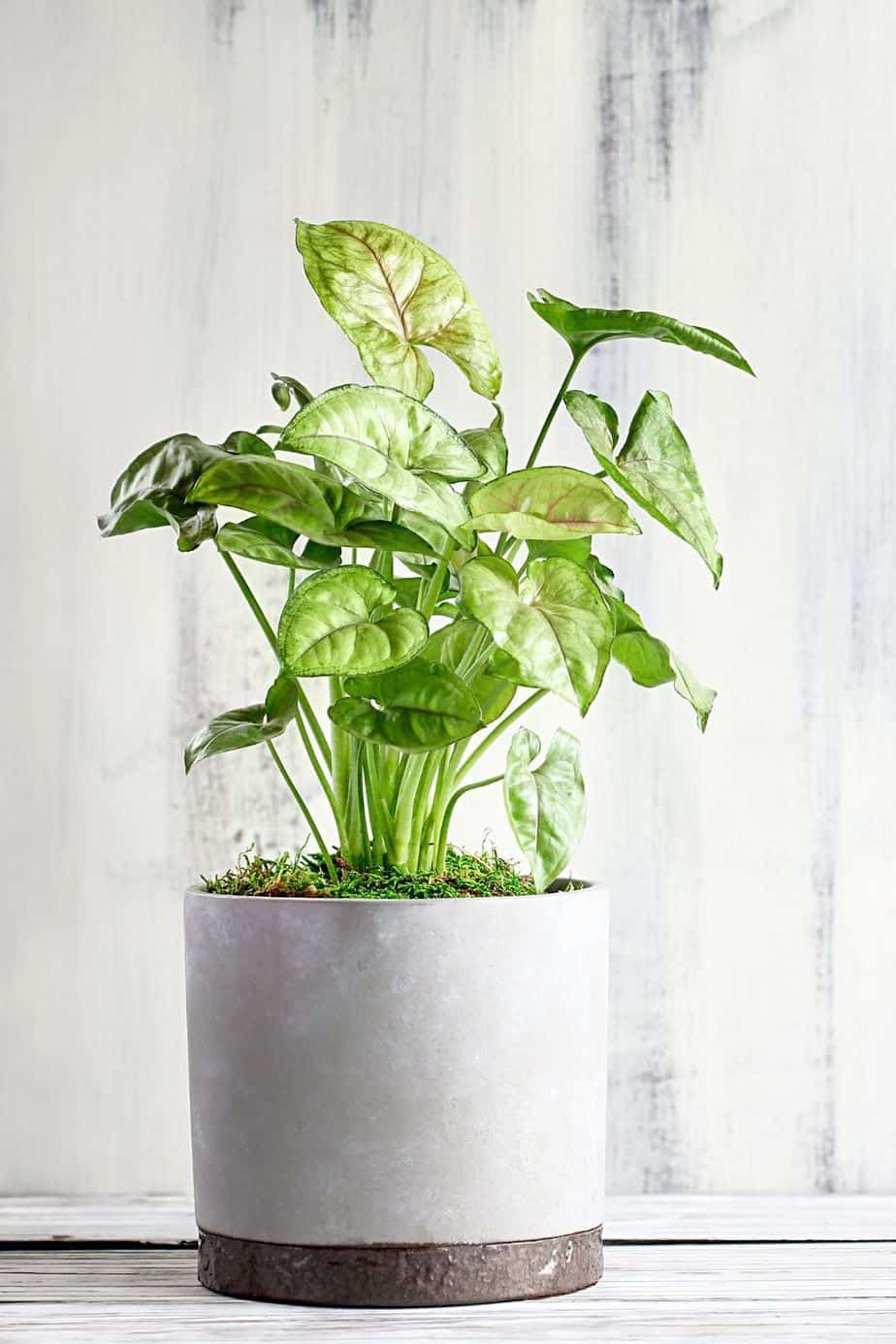 Arrowhead Plant grows well indoors, especially in the water