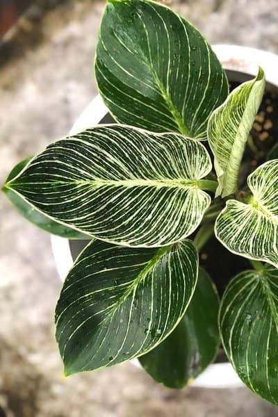 As you can't find Philodendron Birkin in the wild, this plant's cultivated in greenhouses