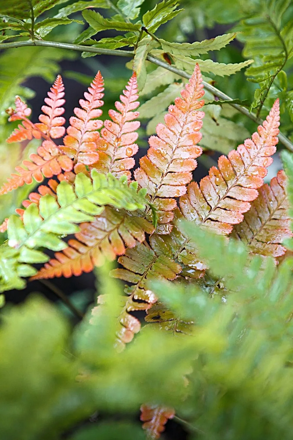 Autumn Fern (Dryopteris Erythrosora) requires a cool environment for it to grow