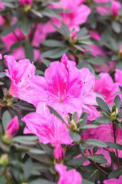 Aside from being hard to grow, Azalea (Rhododendron spp.) is also harmful for pets and children