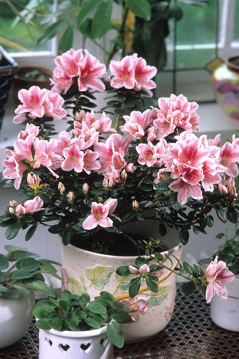 Azaleas contain grayanotoxins, which are compounds deemed extremely toxic for cats and dogs
