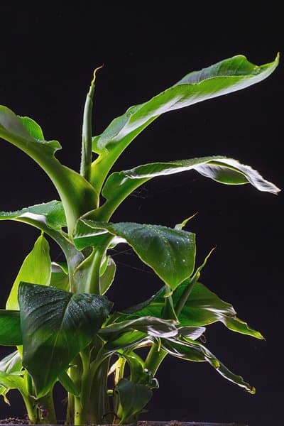 Banana Plant (Musa acuminata) requires regular repotting when grown in pots, making it hard to grow as a houseplant