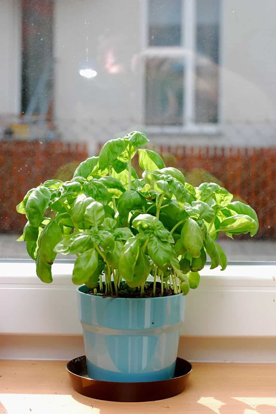 If you want to have a steady supply of Basil in your home, grow this herb in water