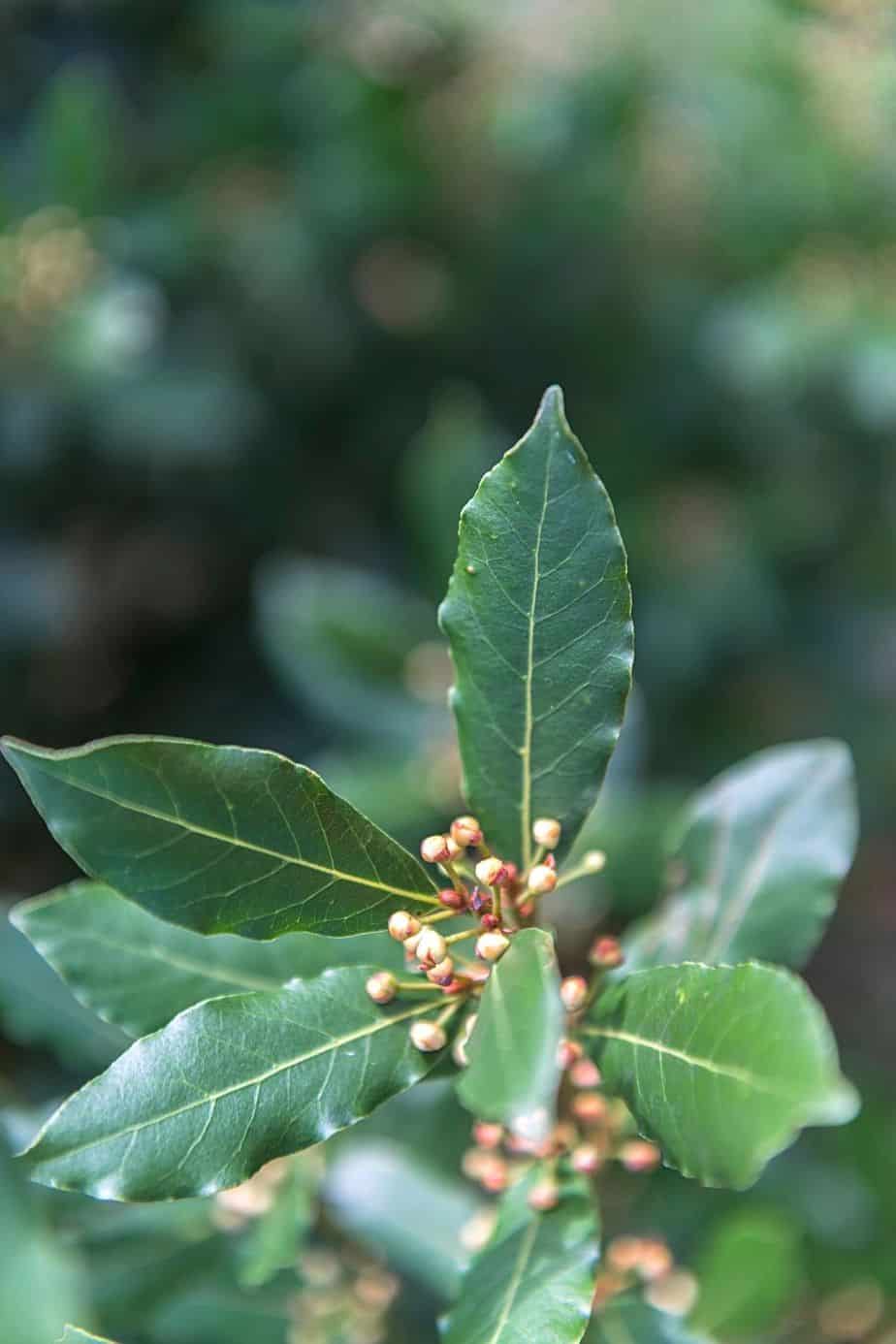 Bay Laurel, despite being beneficial to humans, is toxic to your cats