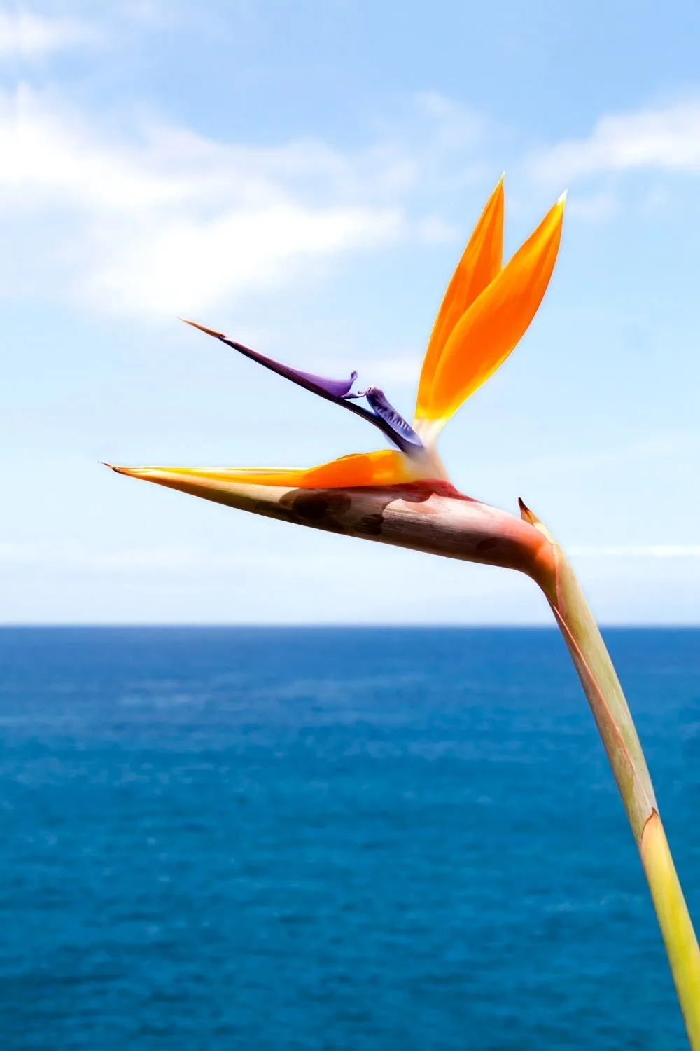 For the Bird of Paradise (Strelitzia) to grow flowers, it's best to place it in areas receiving high or bright light