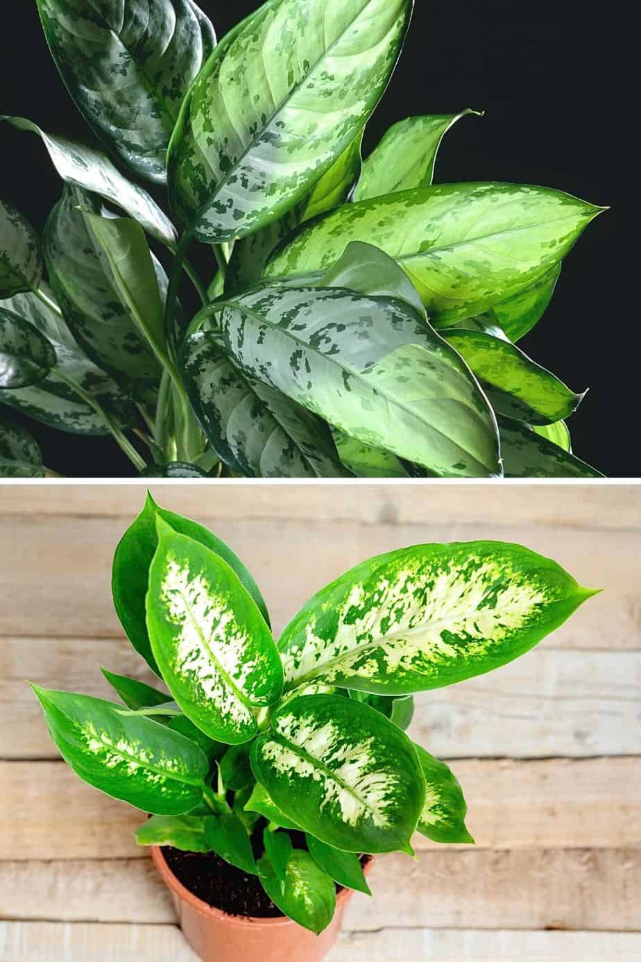 Chinese Evergreen and Dumbcane can be grown from cuttings, making sure to place them in transparent vases with aquarium rocks