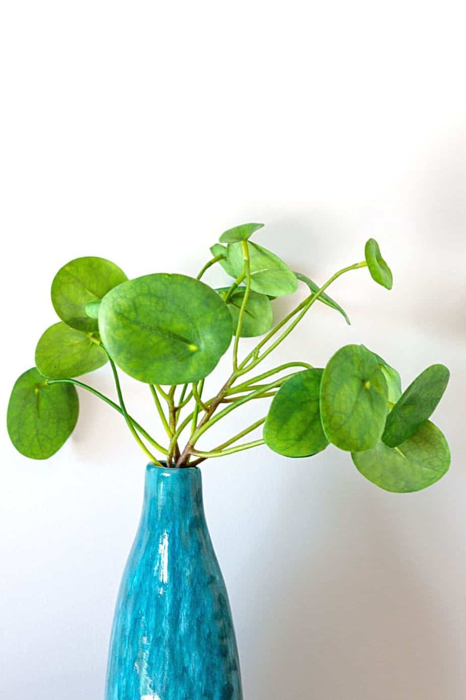 Chinese Money Plant, with its round leaves, looks good when you grow it in glass vases filled with water