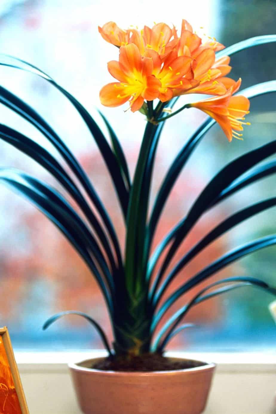A plant that looks similar to Amaryllis, Clivia is a known toxic plant to cats