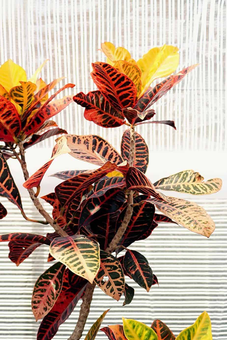 Croton does not grow permanently in water, but you can use them for cuttings