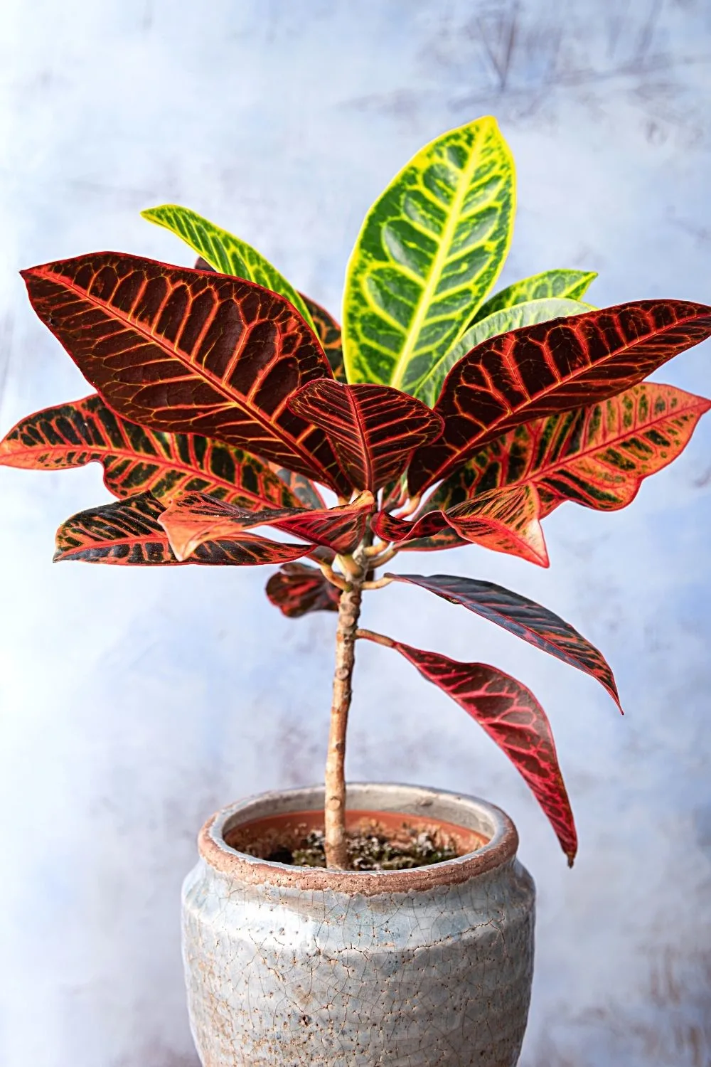 Croton is one of the plants that's good as decor for homes and offices but is hard to grow